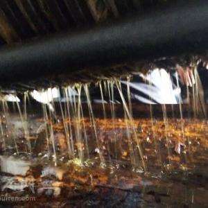 茶油是怎样炼成的？揭秘隆回边境邻村传统山茶油压榨工艺！