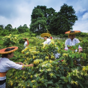 【湖湘地理】中国金银花之乡隆回金银花改名山银花之后……