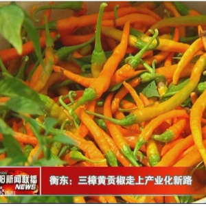衡东一颗小辣椒之变：皇家贡品“开出”扶贫之花
